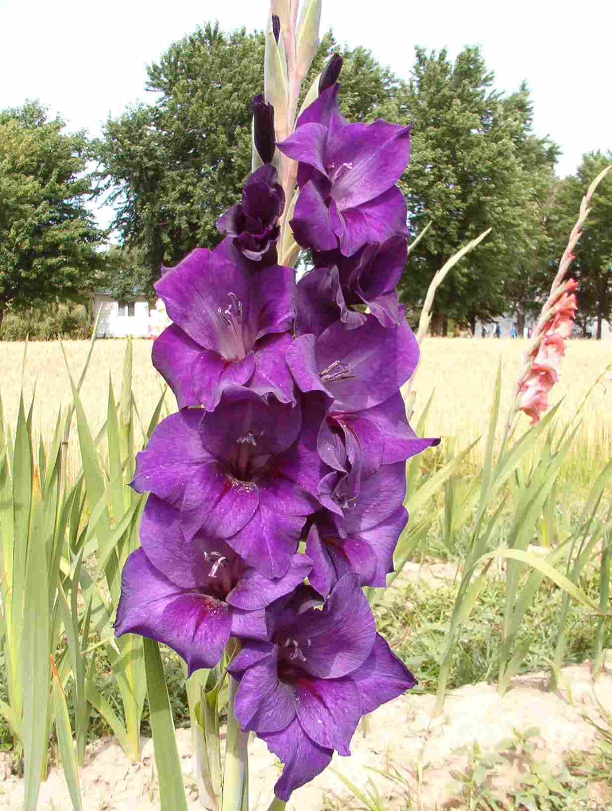 Purple Flora